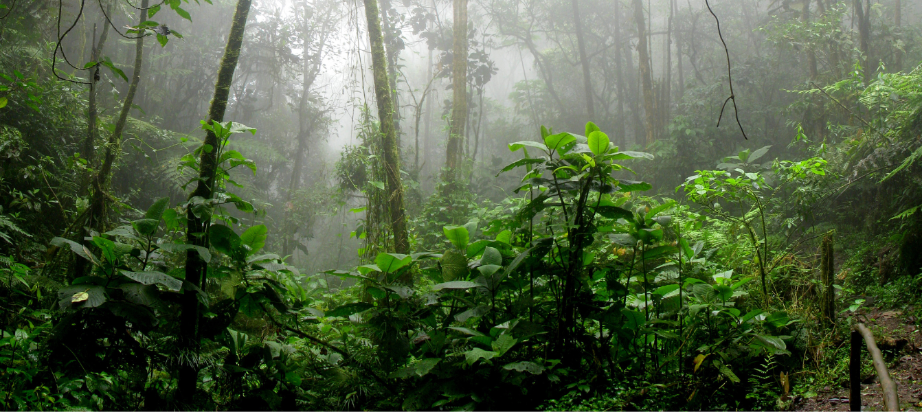 Next Bjlke Bredygtighed